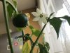 Paprika